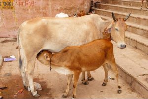 गौमाता की सेवा करने से मिलता है मोक्ष