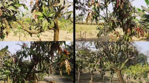 कैसे करें मुनगा कीटों से आम की फसल का बचाव