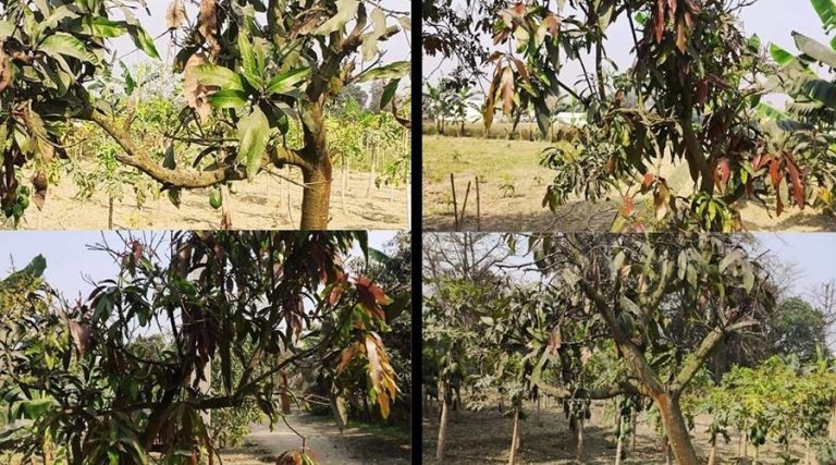 कैसे करें मुनगा कीटों से आम की फसल का बचाव