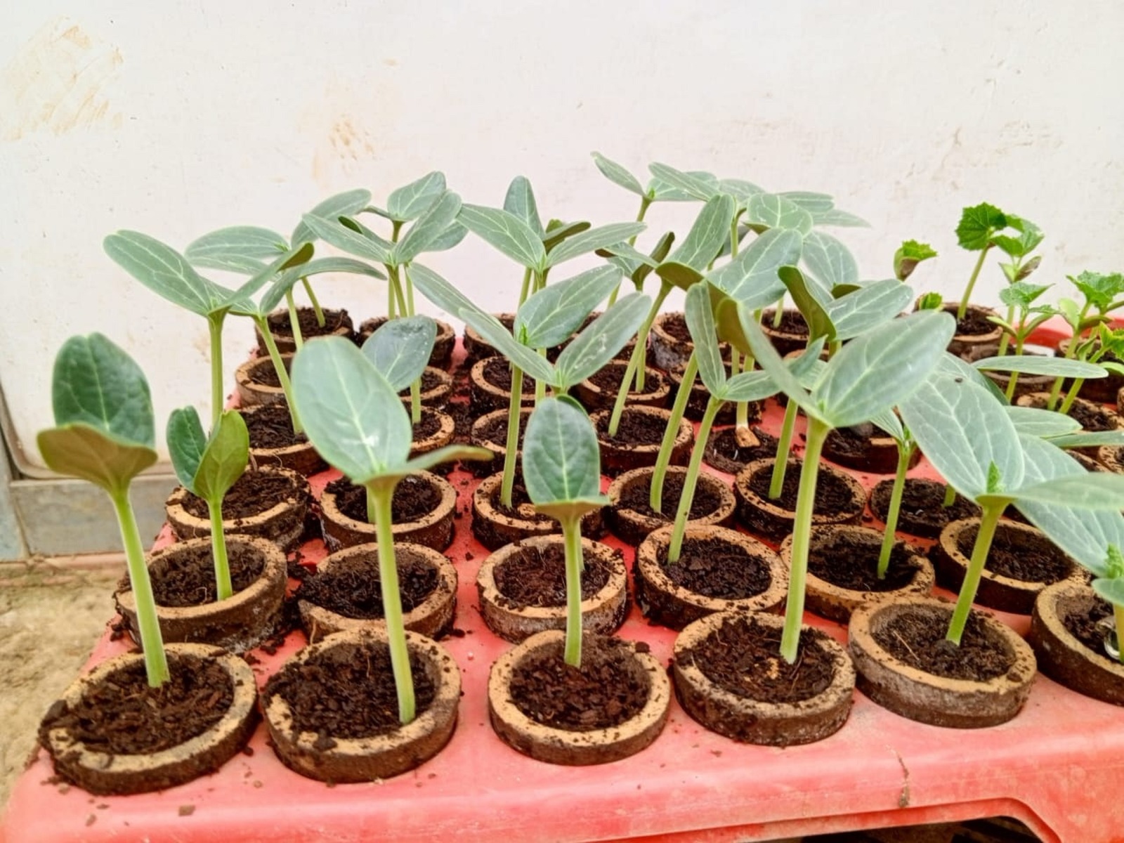 पौधशालाओं के लिए वरदान होंगी बायोडिग्रेडेबल कप